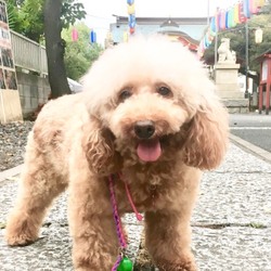 アニマー湯犬猫譲渡会 サムネイル3