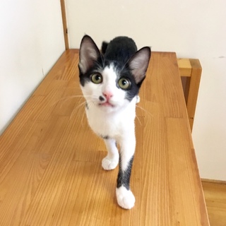 仲良しハチワレ３姉妹③てんちゃん