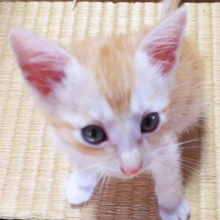 ☆超人懐っこい可愛い茶トラ 男の子 天馬くん☆