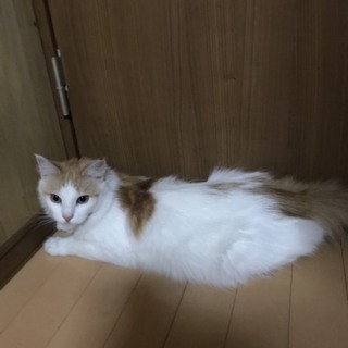 募集休止中