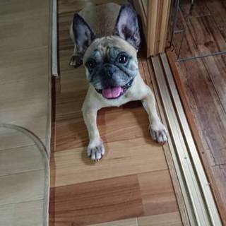 甘えん坊のフレブル女の子