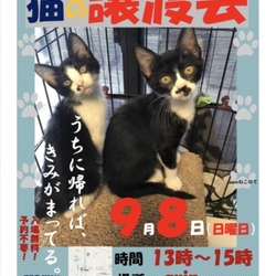 子猫の譲渡会