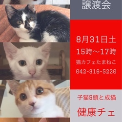 猫の譲渡会
