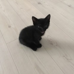 「てっちゃん、ＤＡＹ１０」サムネイル1