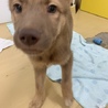 9月1日譲渡会★保健所からレスキューの犬た サムネイル4