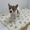 9月1日譲渡会★保健所からレスキューの犬た サムネイル5