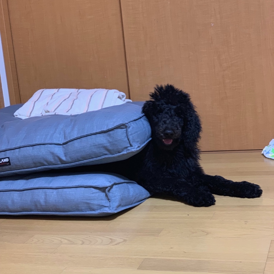 リッツのカバー写真