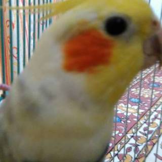 オス　オカメインコ