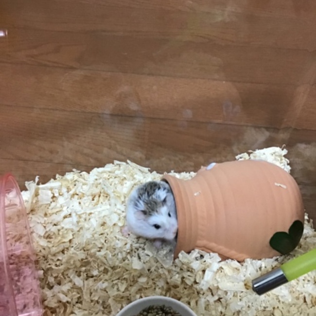 りゅうせい。のカバー写真