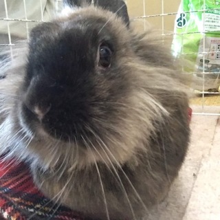 ライオンラビットの女の子