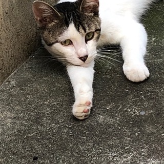 とても人懐っこい男の子です。