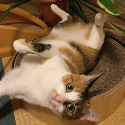 今日のサラちゃん