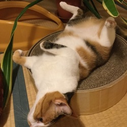 「今日のサラちゃん」サムネイル2