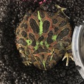 ベルツノガエル※交渉中、募集一時停止中