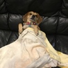 犬ダイヤ