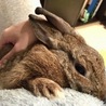 保護うさぎ（温泉うさぎ）ロッキーちゃん サムネイル6