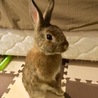 保護うさぎ（温泉うさぎ）ロッキーちゃん サムネイル7