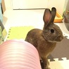 保護うさぎ（温泉うさぎ）ロッキーちゃん サムネイル2