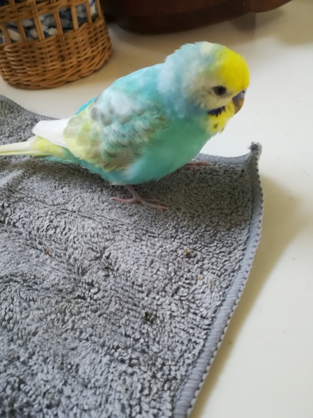 セキセイインコ レインボー 広島県 鳥の里親募集 ペットのおうち 月間利用者150万人