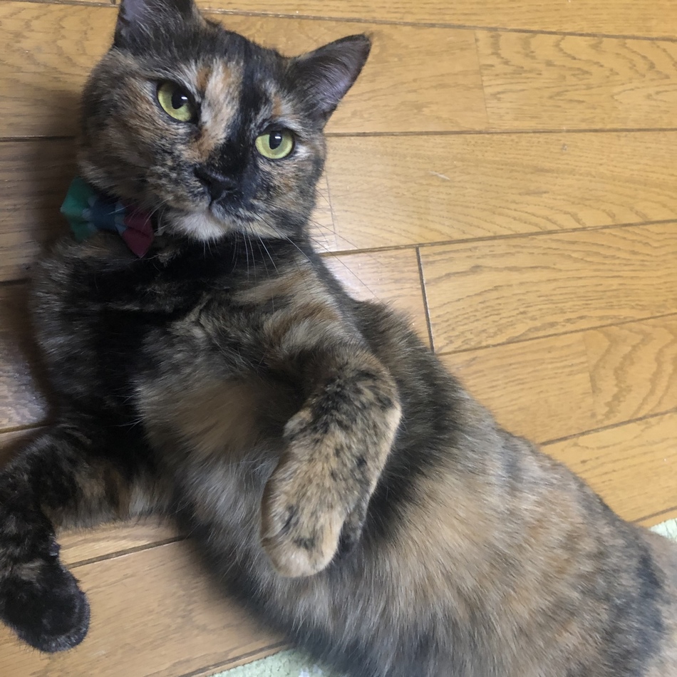 小町のカバー写真