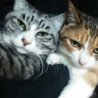 急募！老猫兄妹です。