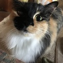 急募！長毛メスです。片目失明しています。