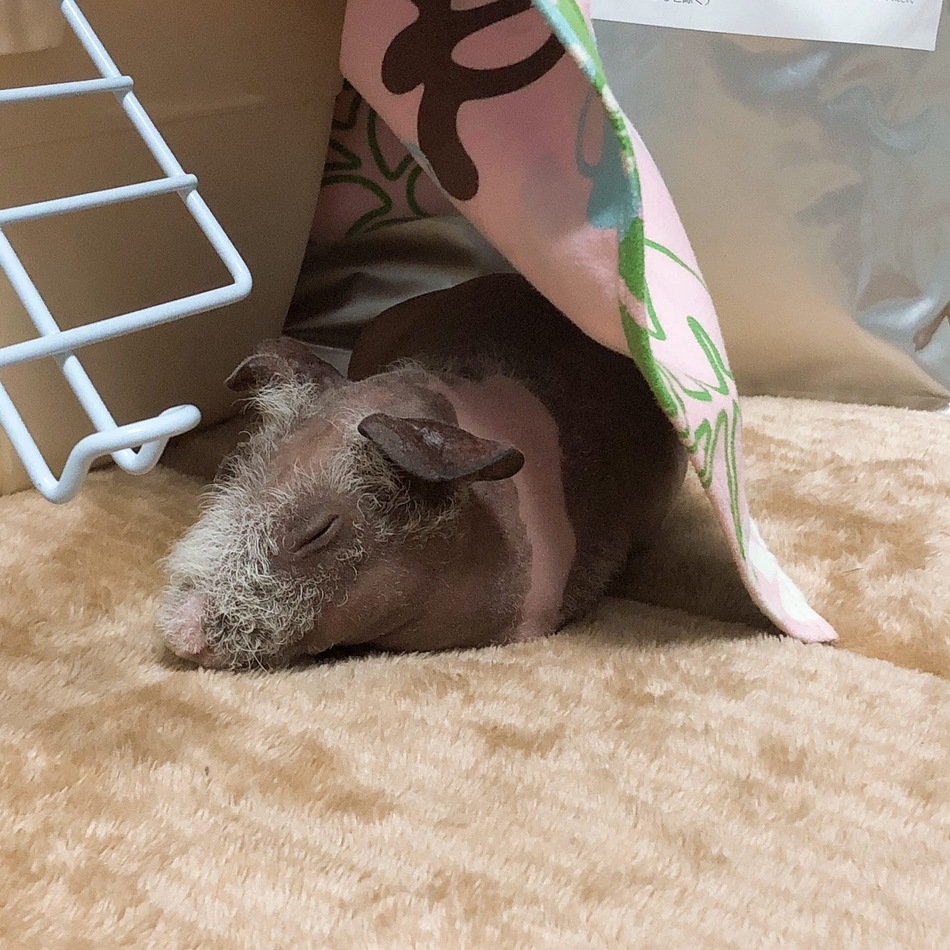 スキニーのカバー写真
