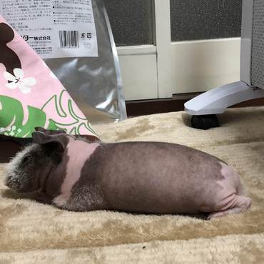 の写真