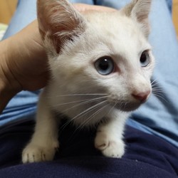 三鷹で猫の譲渡会❤️琉球・奄美大島特集もありますよ！