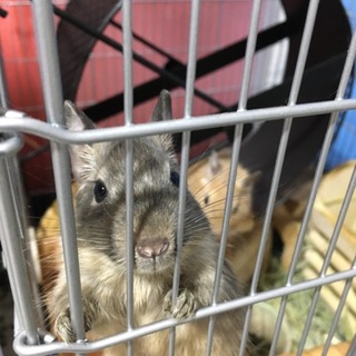 元気なデグー男の子２匹（ブルー、サンド）1匹ずつ可