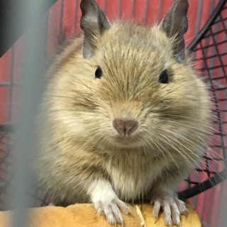 優しい性格のデグーのサンド男の子