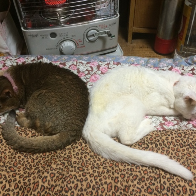アイ&杏のカバー写真