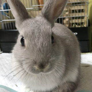 なでなで大好きなミニウサギの男の子