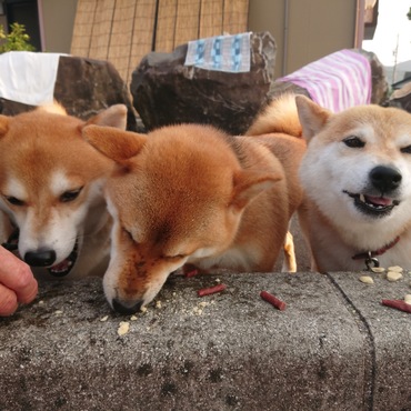 みんなでオヤツ