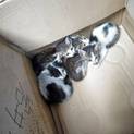勤務先の工場でいた子猫4匹の里親募集しています