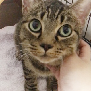 【里親様決定】ゴロスリ ひれ君 5歳☆