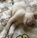 懐っこい✩.*˚ブルーアイの男の子1歳