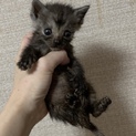 ミルク育ち人間大好き！