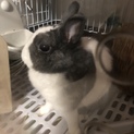新しく可愛いがってくれる方お願いします