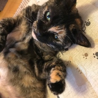 かなーり甘えんぼな女の子・おこげ