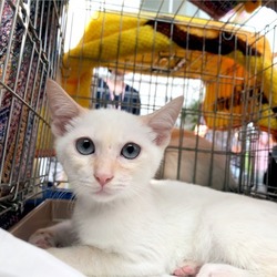 ▼猫の譲渡会▼名古屋市港区 サムネイル1