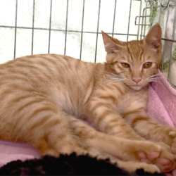 ▼猫の譲渡会▼名古屋市港区 サムネイル2