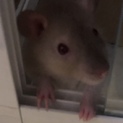 ファンシーラット