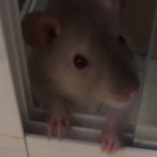 ファンシーラット