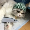 秋刀魚げっちゅ