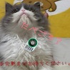 未熟者です