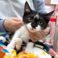 ▼猫の譲渡会▼名古屋市守山区 サムネイル1