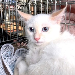 ▼猫の譲渡会▼名古屋市守山区 サムネイル2