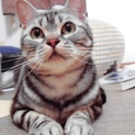 アメショ 里親募集中