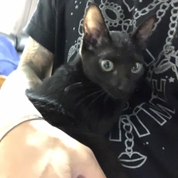 新しく猫を引き取りました